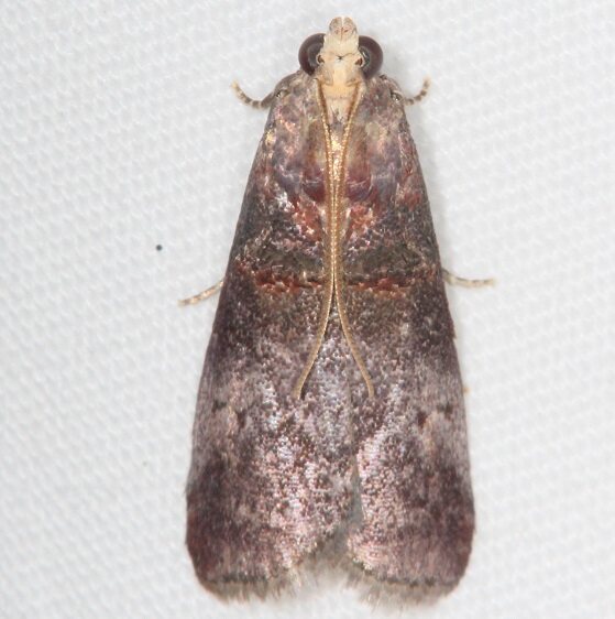 5670 Acrobasis aurorella Warriors Path St Pk Tenn 9-8-20