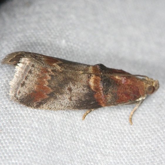 5673 Hickory Leafstem Borer Moth Burr Oak St Pk at cabins Oh 6-27-14