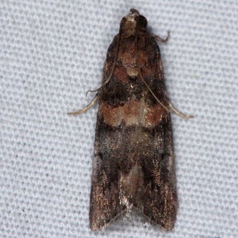 5673 Hickory Leafstem Borer Moth yard 8-23-14 (23)_opt