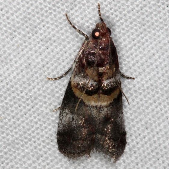 5673 Hickory leafstem Borer Moth Oscar Scherer St Pk 3-12-15