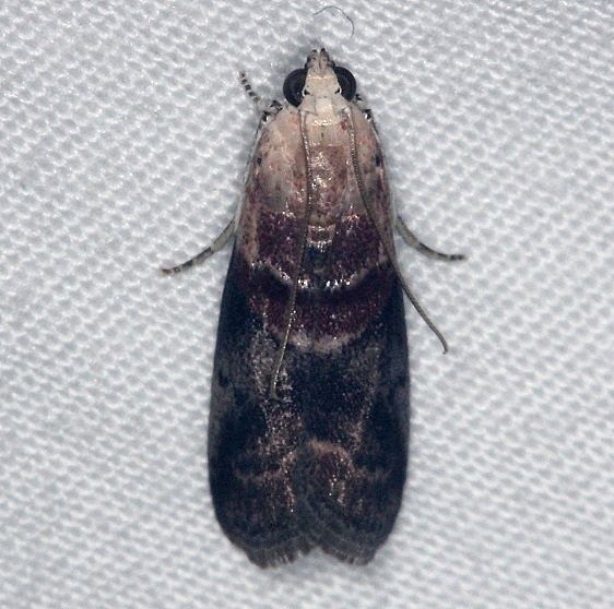 5674 Walnut Shoot Moth Burr Oak St Pk at lodge 6-28-14