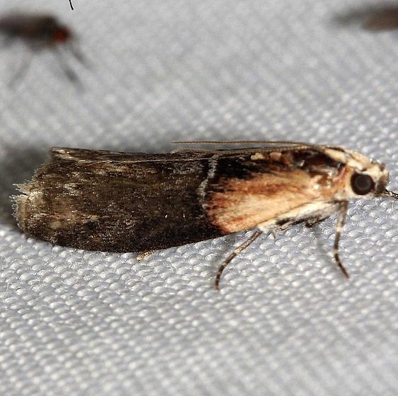 5674 Walnut Shoot Moth Thunder Lake UP Mich 6-23-12