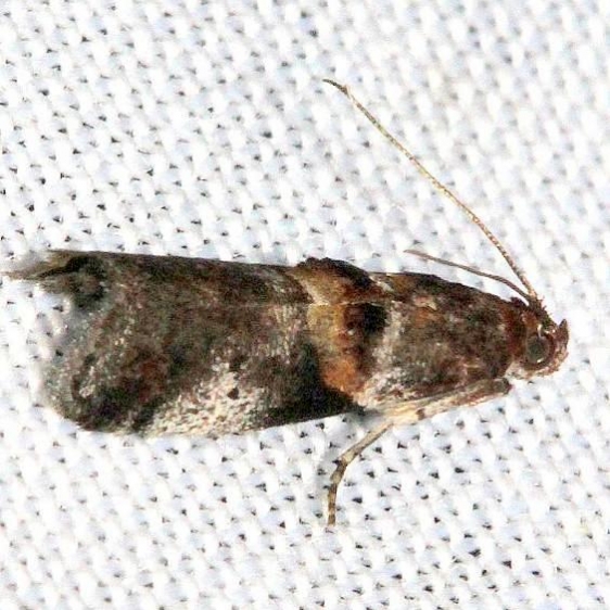 5680 Acrobasis ostryella Kissimmee Prairie St Pk 3-11-13