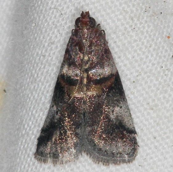 5680 Acrobasis ostryella Oscar Scherer St Pk 3-14-15