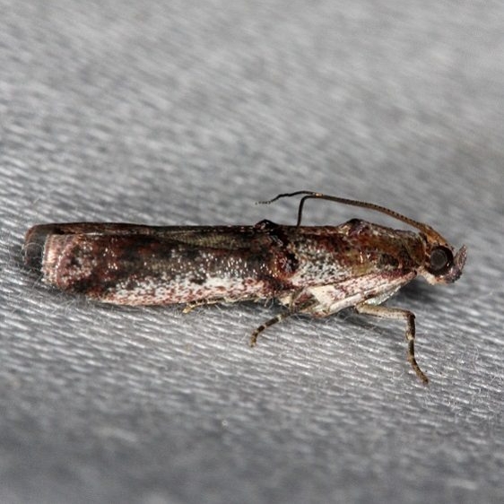 5680 Acroibasis ostryella Collier Seminole St Pk 3-2-14