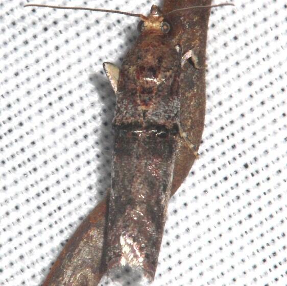 5690-Acrobasis rubrifasciella BG-Collier-Seminole-St-Pk-Fl-1-10-24