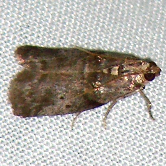 5691 Fernleaf Casebearer Thunder Lake UP Mich 9-26-09 (1)_opt