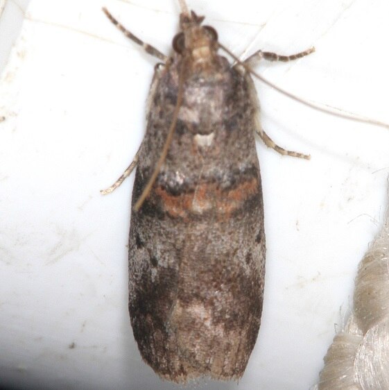 5691-Sweetfern-Leaf-Casebearer-Whispering-Pines-Resort-Thunder-Lake-Mi-8-22-22