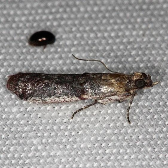5694.97 Unidentified Acrobasis Moth 5711 maybe Pine Glade Lake Everglades 2-21-14