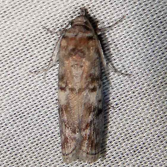 5694.97 Unidentified Acrobasis Moth Flamingo Everglades 2-29-12
