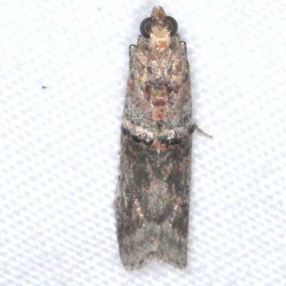 5704-Cassia-Webworm-Mahogany-Hammock-Everglades-Fl-3-1-15