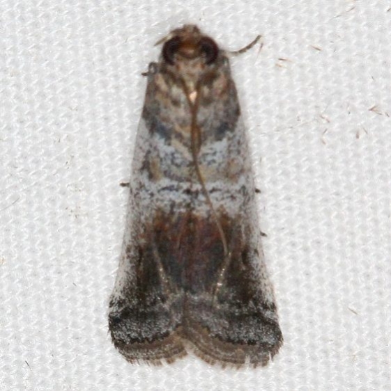 5713 Chararica hystriculella Campsite 119 Falcon St Pk Texas 10-27-16 (1)_opt