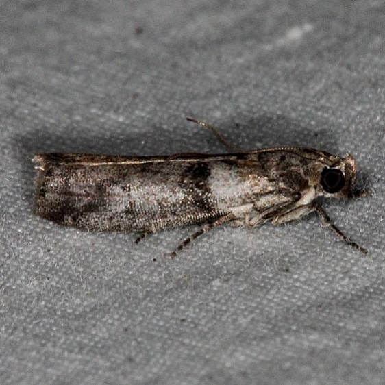 5719 Myelopsis minutularia Oscar Scherer St Pk 3-15-15