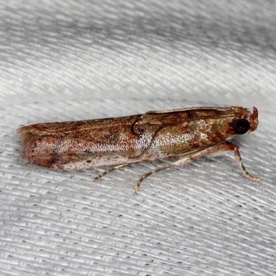 5734 Palm Bud Moth Pineland Everglades 2-18-14