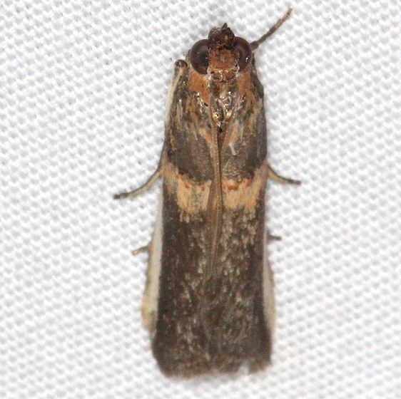 5744 Gold-banded Etiella Moth Jonathan Dickinson St Pk Fl 3-6-17 (2)_opt