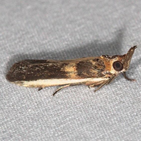 5744 Gold-banded Etiella Moth Jonathan Dickinson St Pk Fl 3-6-17_opt