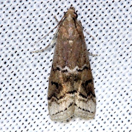 5745 Glyptocera consobrinella Alexander Springs Ocala Natl Forest 3-18-13