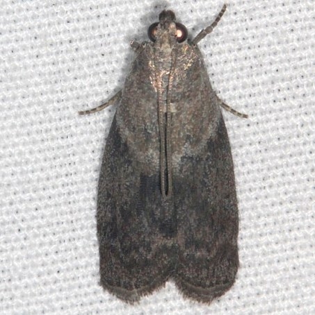 5767 Oreana unicolorella Burr Oak Cove Wayne Natl Forest Oh 8-2-18 (14)_opt