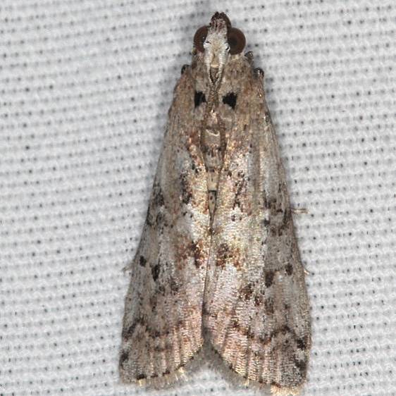 5770.1 Salebriaria ademptandella-River-Bend-Withlacoochee St Forest Fl 11-23-19