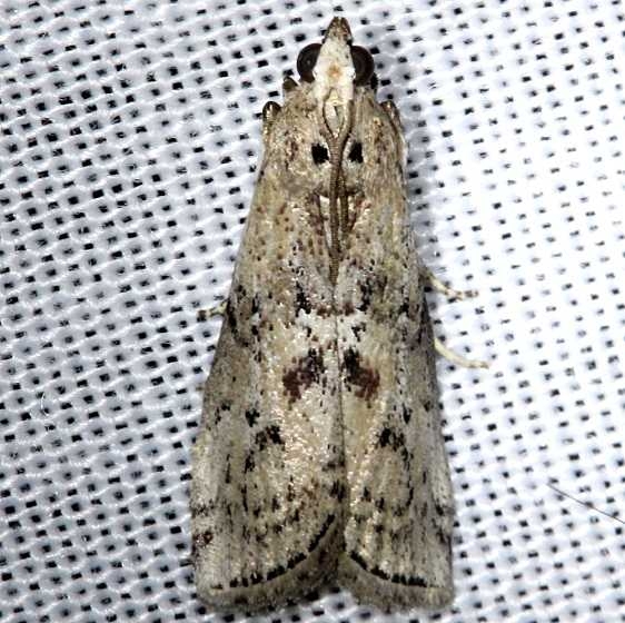 5773.1 Salebriaria roseopunctella Kissimmee Prairie St Pk 3-17-13