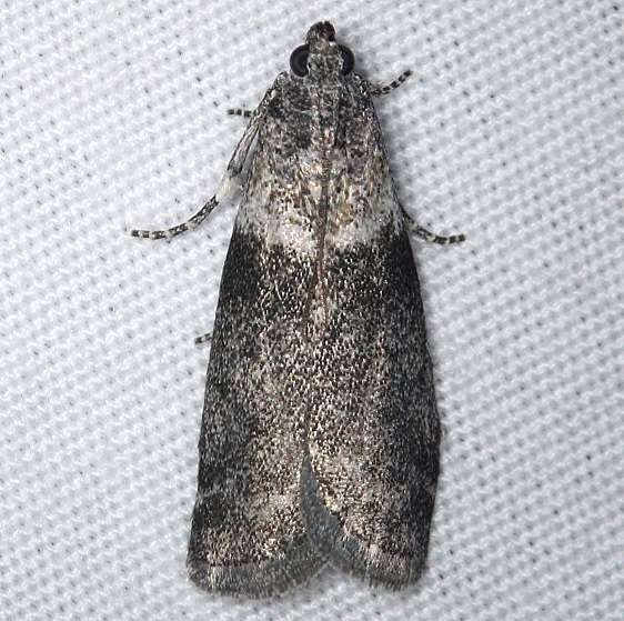 5775.1 Salebriaria fasciata Thunder Lake UP Mich 6-21-14