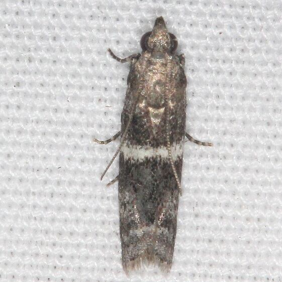 5776.97 Unidentified Salebriariia-Collier-Seminole St Pk Fl 3-8-22