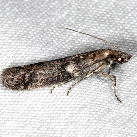 5777.1 Quasisalebia occidentalis BG tentative White House campground Grand Staircase Escalante Utah 5-25-17 (75)_opt