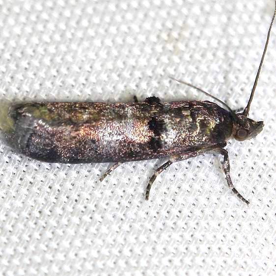 5783 Ortholepis-pasadamia-Thunder-Lake-UP-Mich-6-23-12
