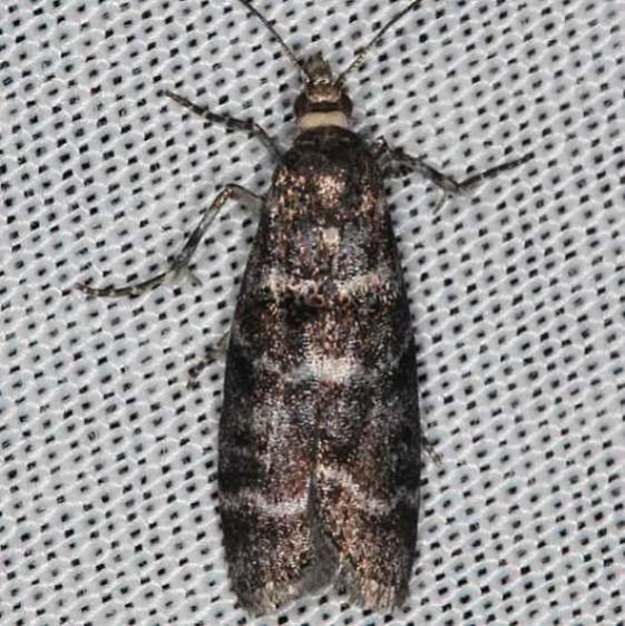 5783 Striped Birch Pyralid Moth Lake of the Woods Ontario 7-19-16 (5a)_opt_opt