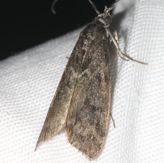 5784 Polopeustis arctiella BG Goose Bay Camp Lac Seul Canada 7-9-23
