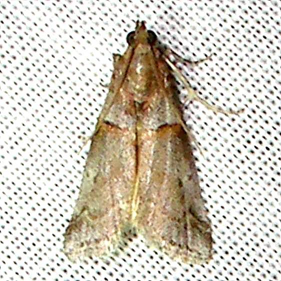 5785-Meroptera-mirandella-Orinda-Calf-Anitas-yard-BG-8-31-11