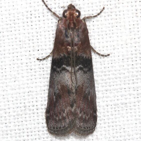 5786 Poplar Bud Borer Shawnee-St-Pk-Oh-5-24-23