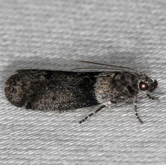 5787 Lesser Aspen Webworm Moth Thunder Lake Mich 6-21-13