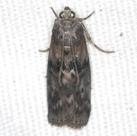 5795 Sciota inconditella Coyote Run Preserve Oh 7-19-19