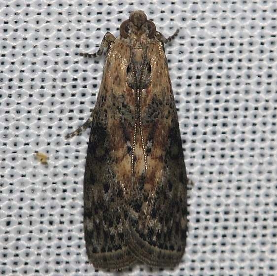 5796 Locust Leafroller Moth yard 8-11-12