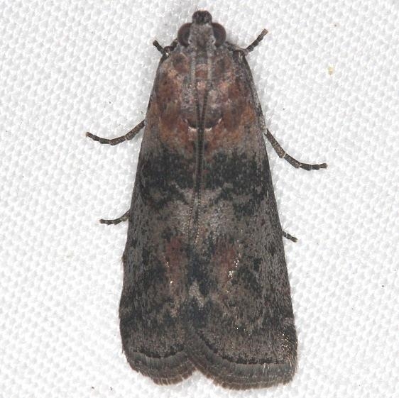 5796 Locust Leafroller Moth yard 7-12-14