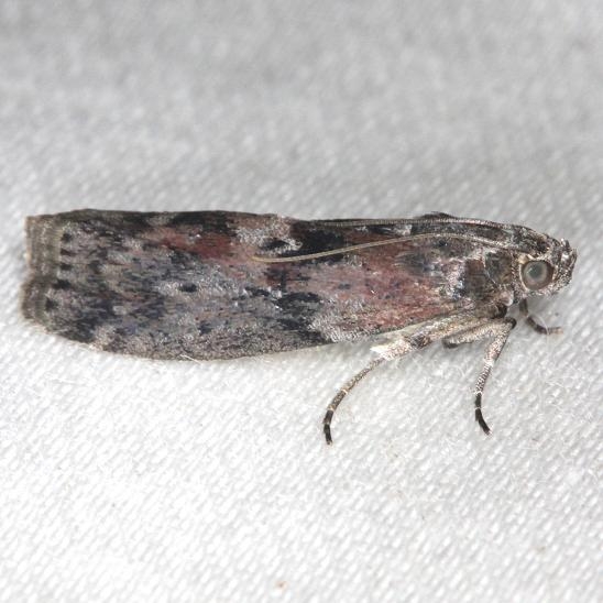 5797 Black-spotted Leafroller yard 8-11-13
