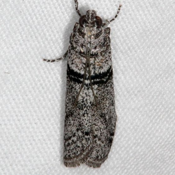 5801 Sciota bifasciella Fool Hollow Lake St Pk Ariiz 5-23-17 (50)_opt