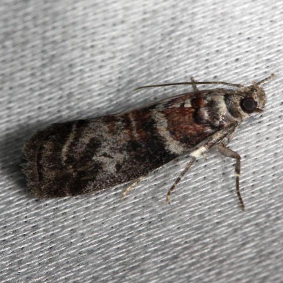 5802 Sweetgum Leafroller Moth Alexander Springs Ocala Natl Forest 3-18-13