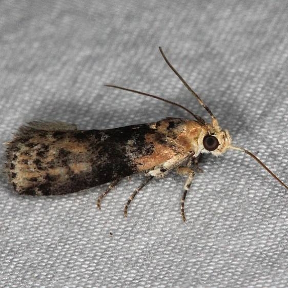 5804 Sciota rubrisparsella yard 7-12-14