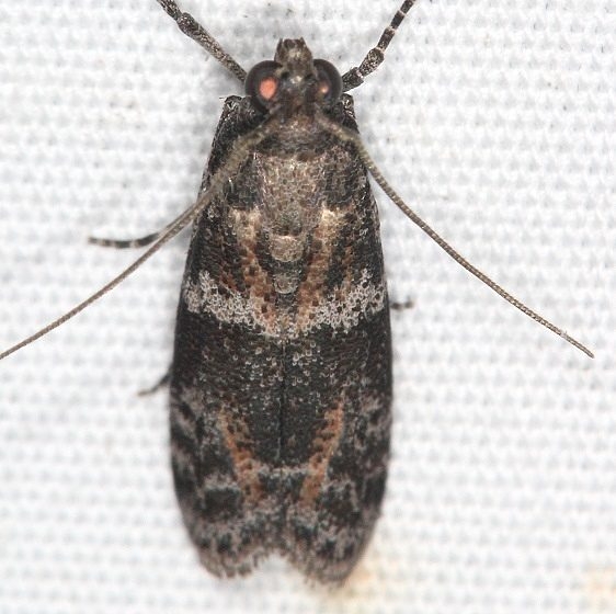 5806.97 Unidentified Scioto Moth BG Campsite 119 Falcon St Pk Texas 10-28-16 (24)_opt