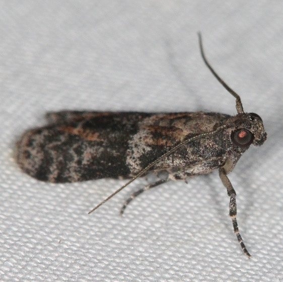 5806.97 Unidentified Scioto Moth BG Campsite 119 Falcon St Pk Texas 10-28-16 (25)_opt