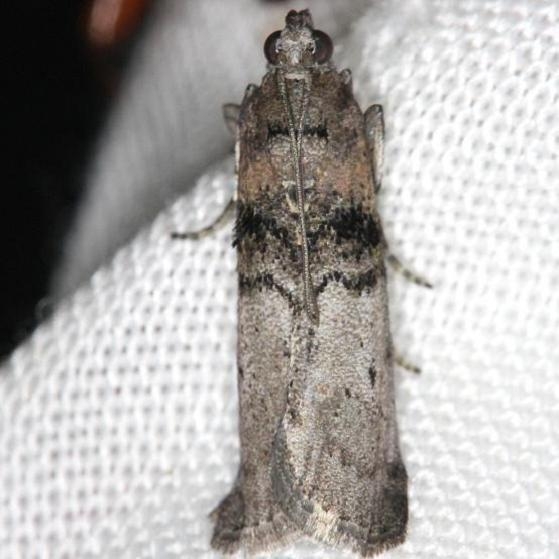 5808 Tlascala Moth yard 5-2-13