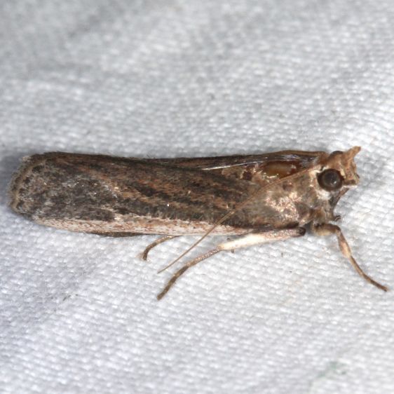 5820.97-Unidentified-Phycitinae-BG-close-to-Stylopalpia-Collier-Seminole-St-Pk-Fl-3-18-25-58