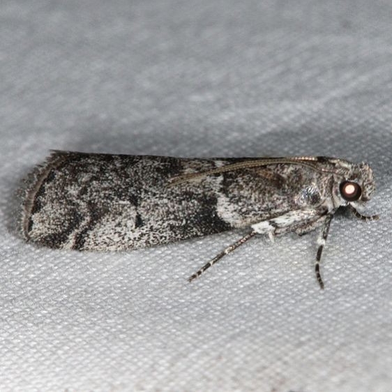 5827 Pyla aenigmatica Devil's Canyon Campground National Forest Utah 6-7-17 (119)_opt