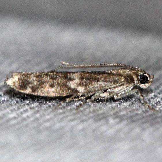 5829 Speckled Black Pyla Moth Battelle Darby Metro Ancient Trail Oh 7-25-15