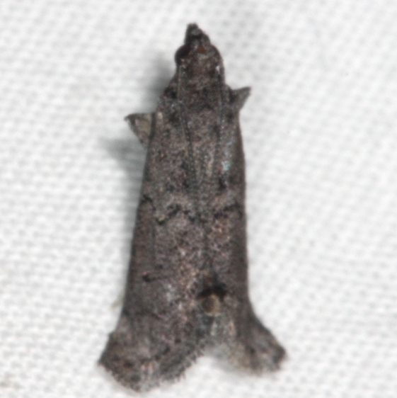 5838 Cacotherapia unicoloralis Oscar Scherer St Pk 3-12-15 (33)