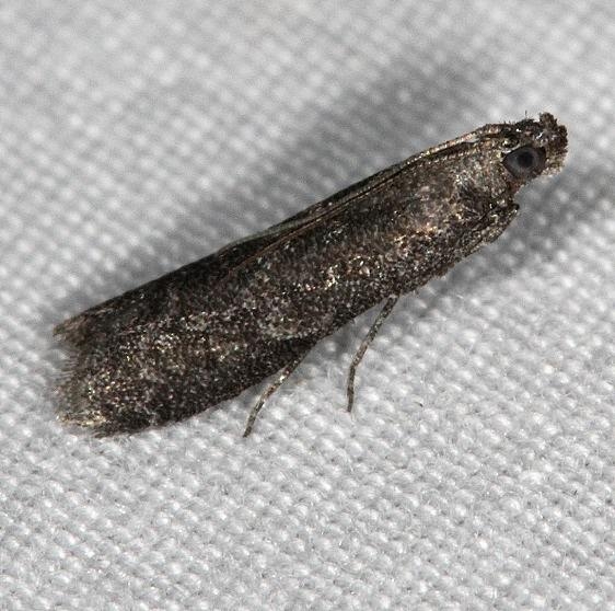 5839.97 Unidentified Pyla Moth tentatively yard 8-23-14