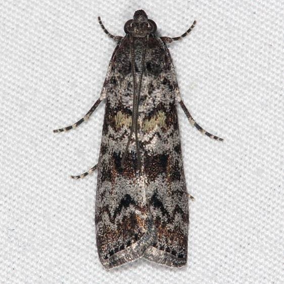 5841 Evergreen Coneworm Moth Bader's house palm Coast FL 3-21-15