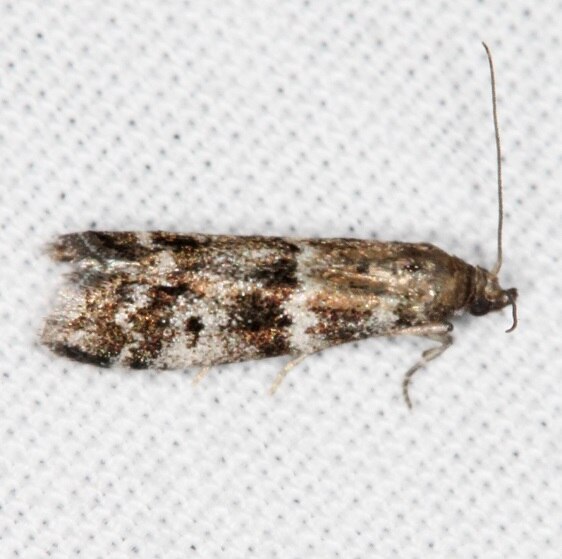 5843-Spruce-Coneworm-Goose-Bay-Camp-Lac-Seul-Canada-7-30-22